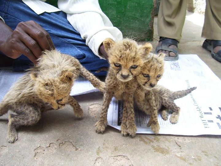 Cheetah cubs for sale