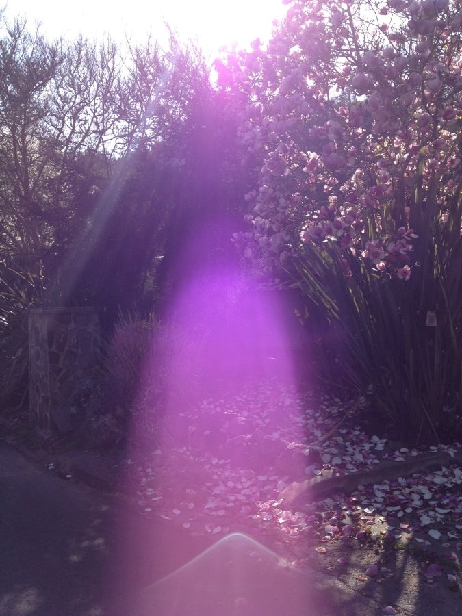 Violet Flame Magnolia Tree - 2/24/16
(#NoFilter)