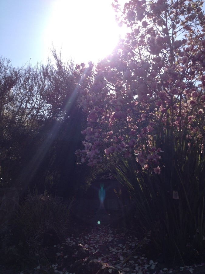 Blue Angel Magnolia Tree - 2/24/16
(#NoFilter)