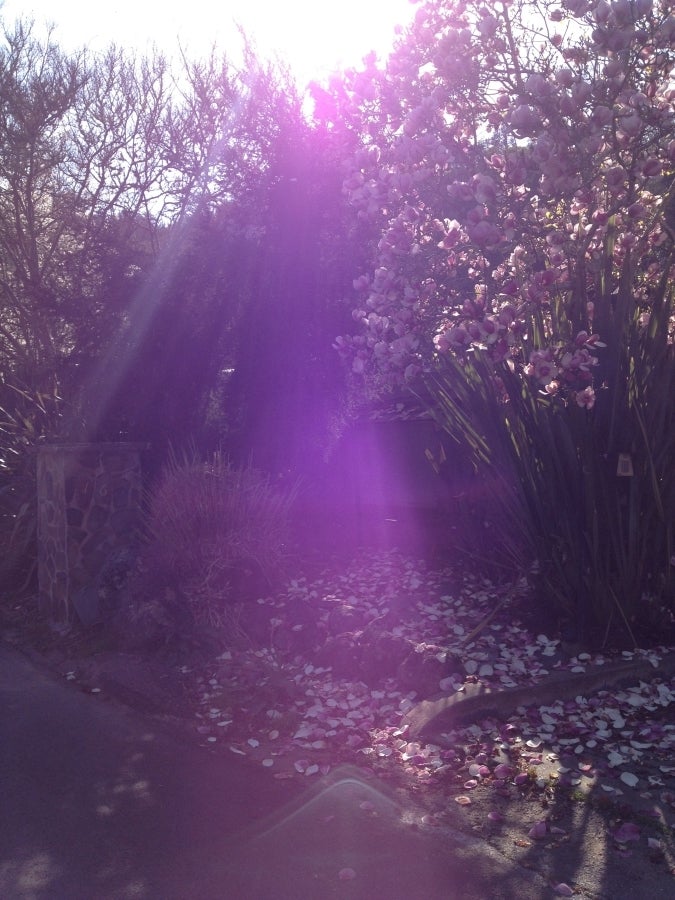 Violet Flame Magnolia Tree -2/24/16
(#NoFilter)