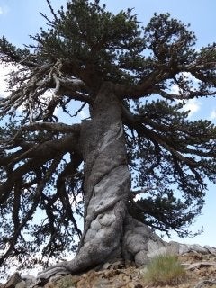 This tree is more than 1,075 years young.