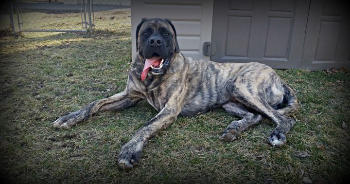 Our American Mastiff Henry 