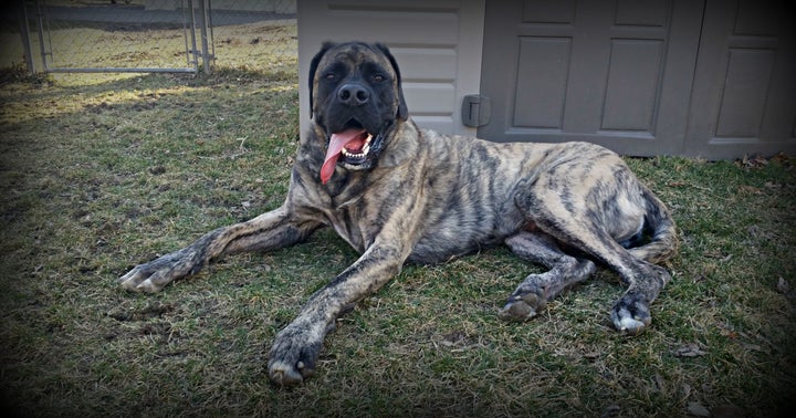 Our American Mastiff Henry