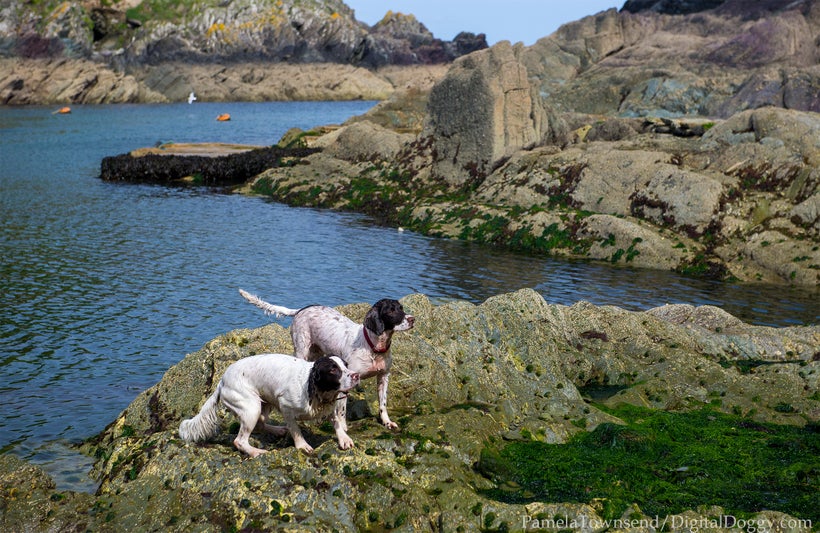 <i>Two Brittanys in Polperro</i>