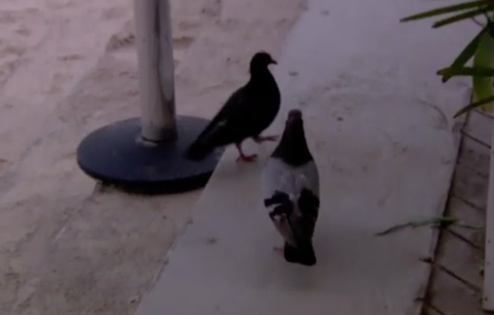 Dan Walker got distracted when two pigeons joined him on set, sparking the brilliant hashtag Copacapigeon.