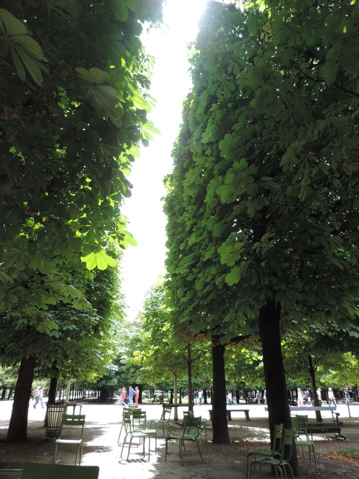 Light of inspiration ... under the chestnut trees, Jardin des Tuileries, Paris.