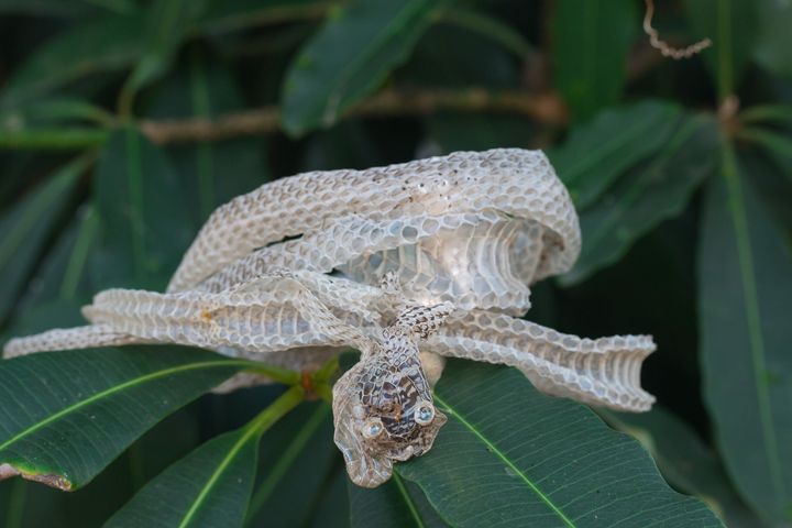 When snakes shed their skin, they typically rub up against rough vegetation to help peel it off, leaving it bunched up and not laid out on display.
