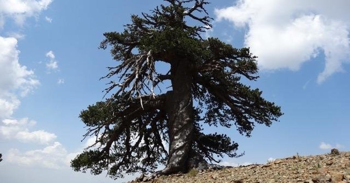 Scientists Think This 1,000YearOld Tree Is Europe's Oldest Inhabitant
