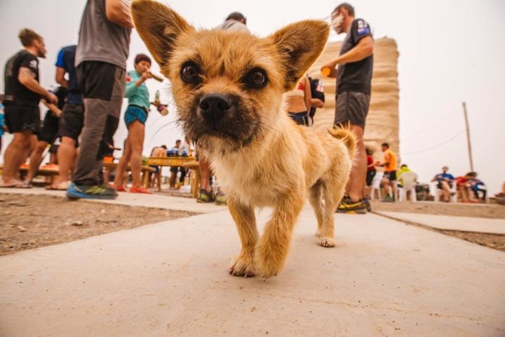 <strong>Fears are growing for missing marathon dog Gobi.</strong>