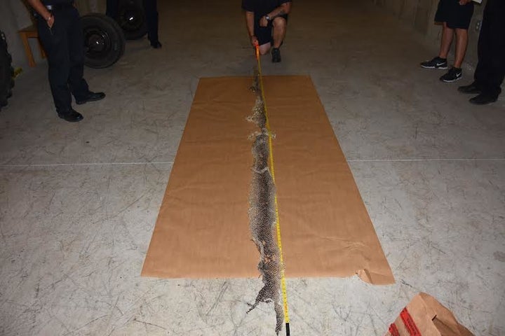 Police in Maine say this 12-foot-long snakeskin belonged to an anaconda.