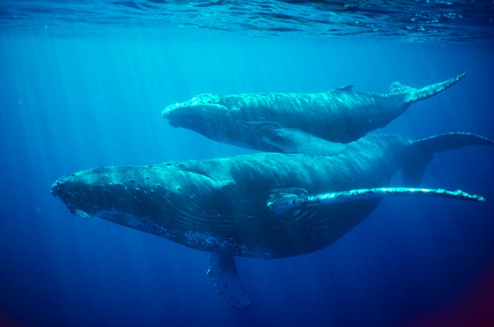 Humpback whale female and calf pictured off Hawaii.