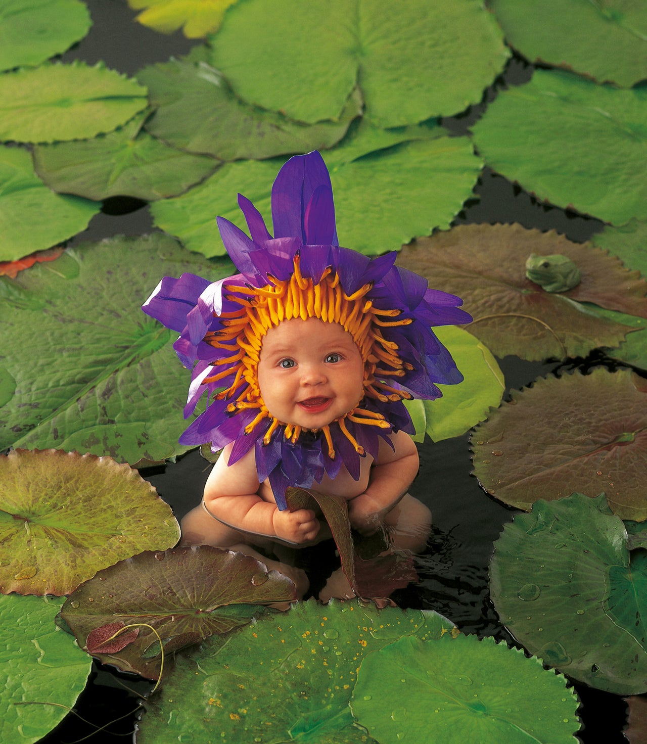 Colección De Anne Geddes: Dulces Bebés Angelitos. | TheDailyWorld