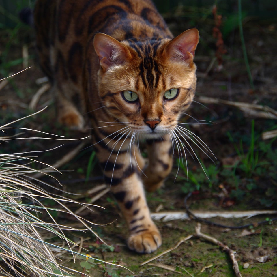 This Striped And Spotted Cat's Fur Is Mesmerizing The Internet