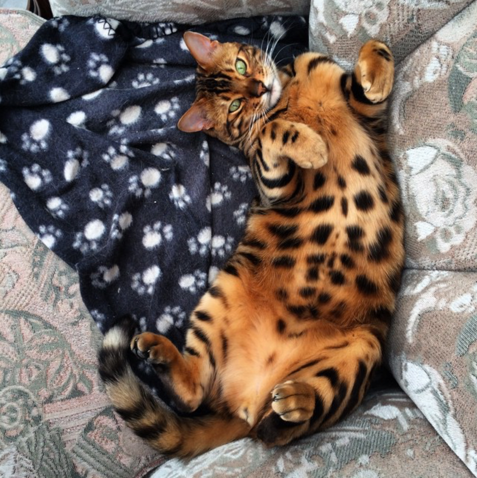 This Striped And Spotted Cat's Fur Is Mesmerizing The Internet