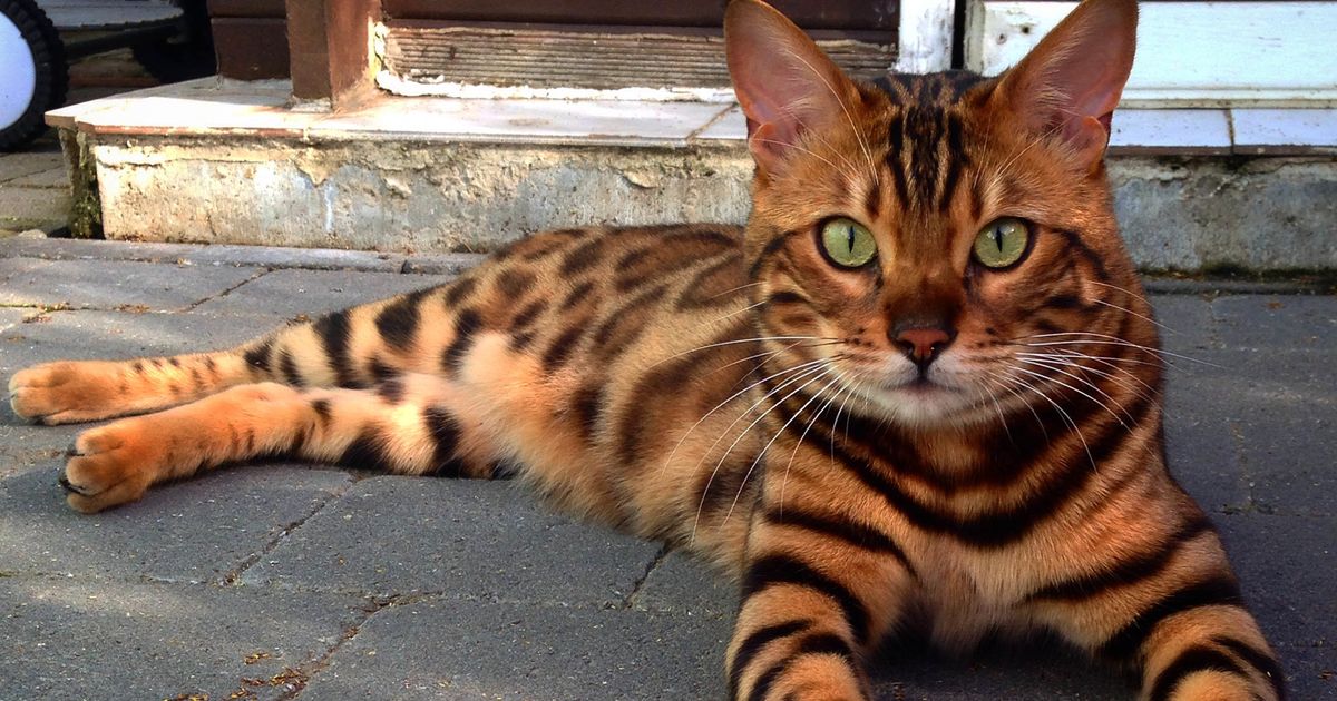 This Striped And Spotted Cat's Fur Is Mesmerizing The Internet