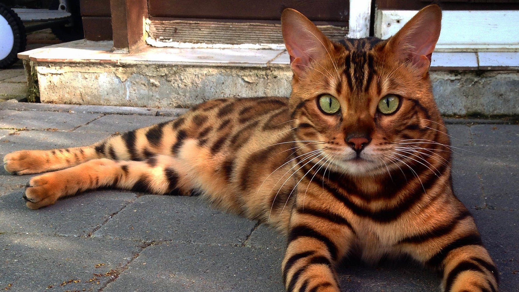 This Striped And Spotted Cat S Fur Is Mesmerizing The Internet