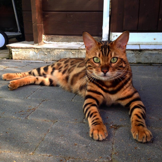 This Striped And Spotted Cat S Fur Is Mesmerizing The Internet