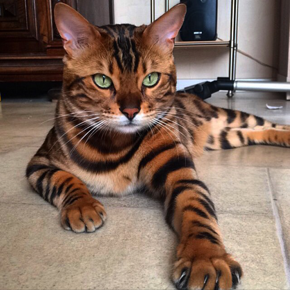 Striped bengal store cat