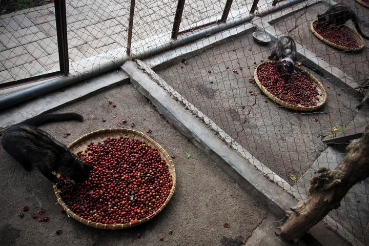 Captive civets are sometimes fed only coffee cherries, the fruit that produces coffee beans. In the wild, their diet includes fruit, insects, and reptiles.