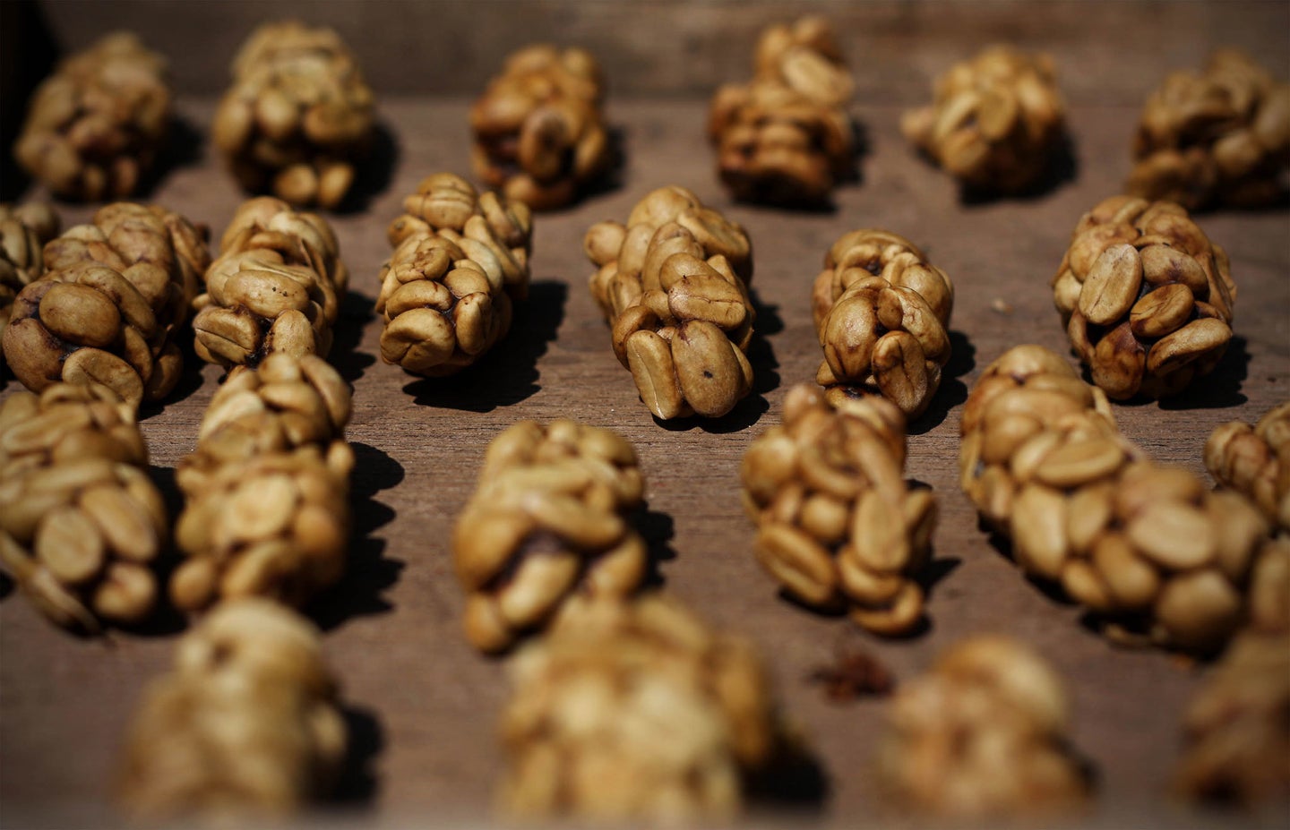 Digested Coffee The Disturbing Secret Behind The World’s Most Expensive Coffee ...