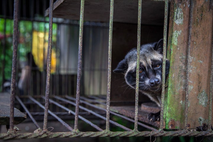 A captive civet, likely taken from the wild, looks out from a wire cage where it is kept to produce kopi luwak, the world's most expensive coffee. 