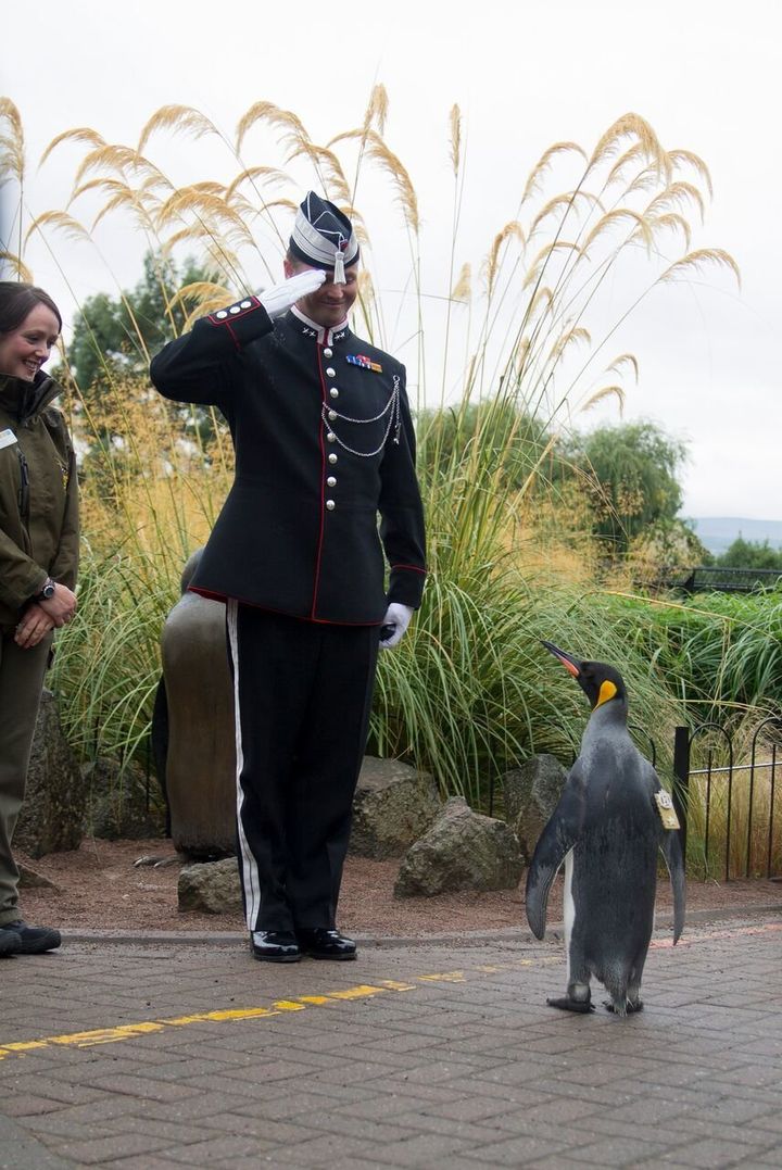 Lookin' good! Brig. Sir Nils Olav is seen inspecting a soldier during Monday's ceremony.