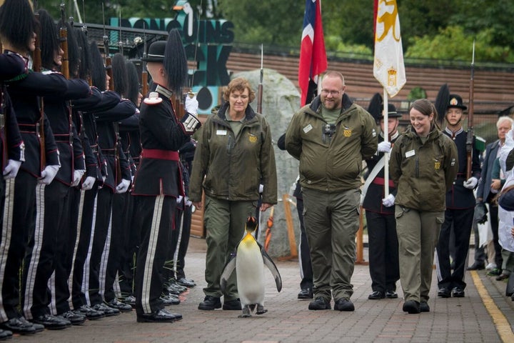 The regal penguin was knighted back in 2008. He's seen inspecting more than 50 soldiers.