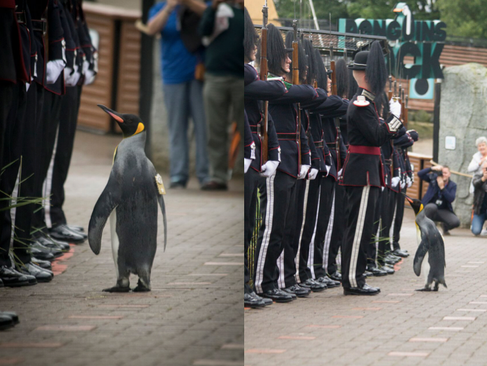 King penguin Brig. Sir Nils Olav, formally of the King of Norway’s Guard, is seen inspecting the troops after being promoted on Monday.