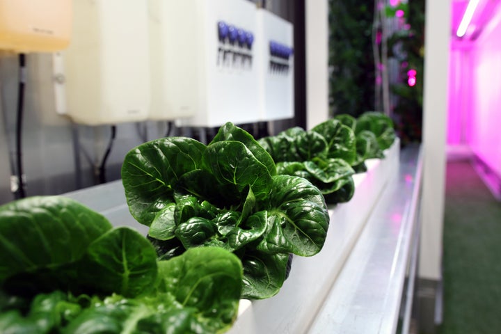 Leafy greens grow in one of the freight containers Square Roots plans to use at its "campuses."