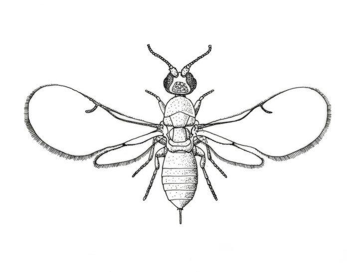 Drawing of a fig wasp.