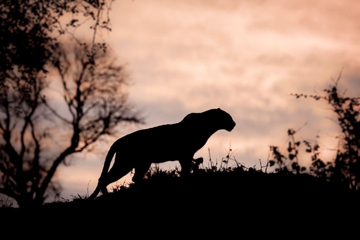 The warning urges villagers to look out for a large, cat-like animal that is 'black and larger than a Labrador' (file picture)