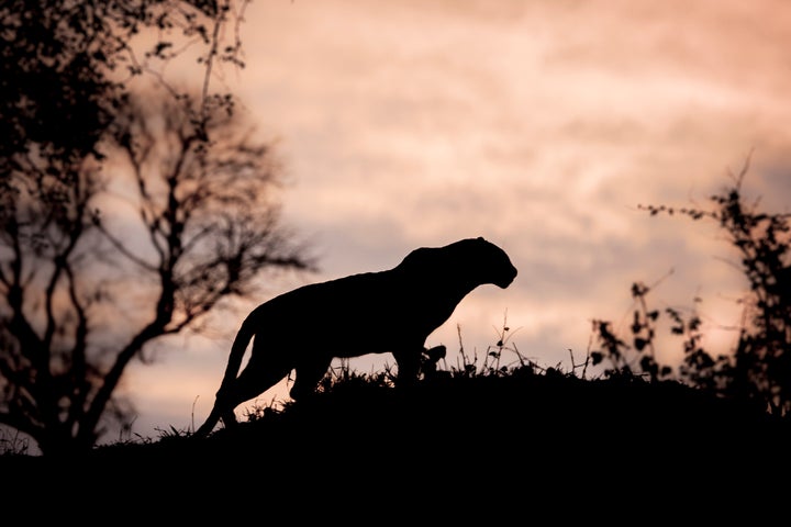 <strong>The warning urges villagers to look out for a large, cat-like animal that is 'black and larger than a Labrador' (file picture)</strong>