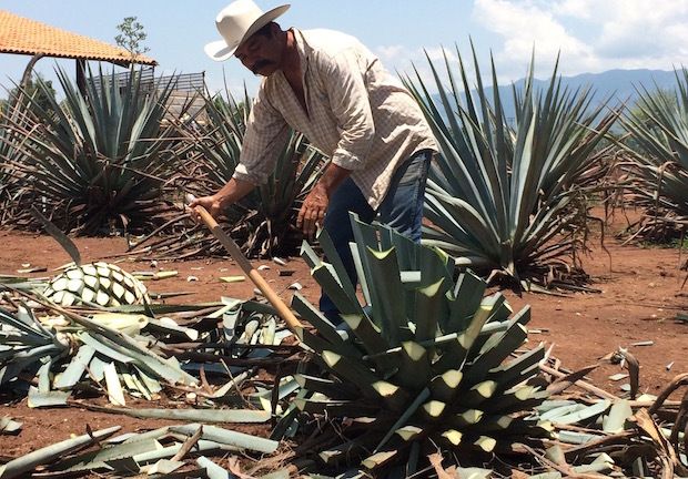 You can actually take a bite of the agave plant used to make tequila, during tours of the Jose Cuervo facility in the town of Tequila, Mexico. 