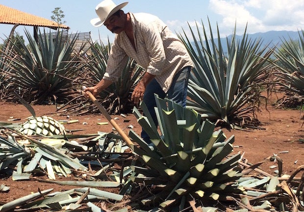You can actually take a bite of the agave plant used to make tequila, during tours of the Jose Cuervo facility in the town of