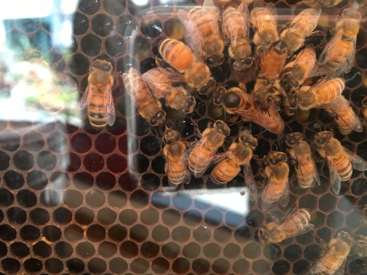Bees making honey at Sun Moon Lake.
