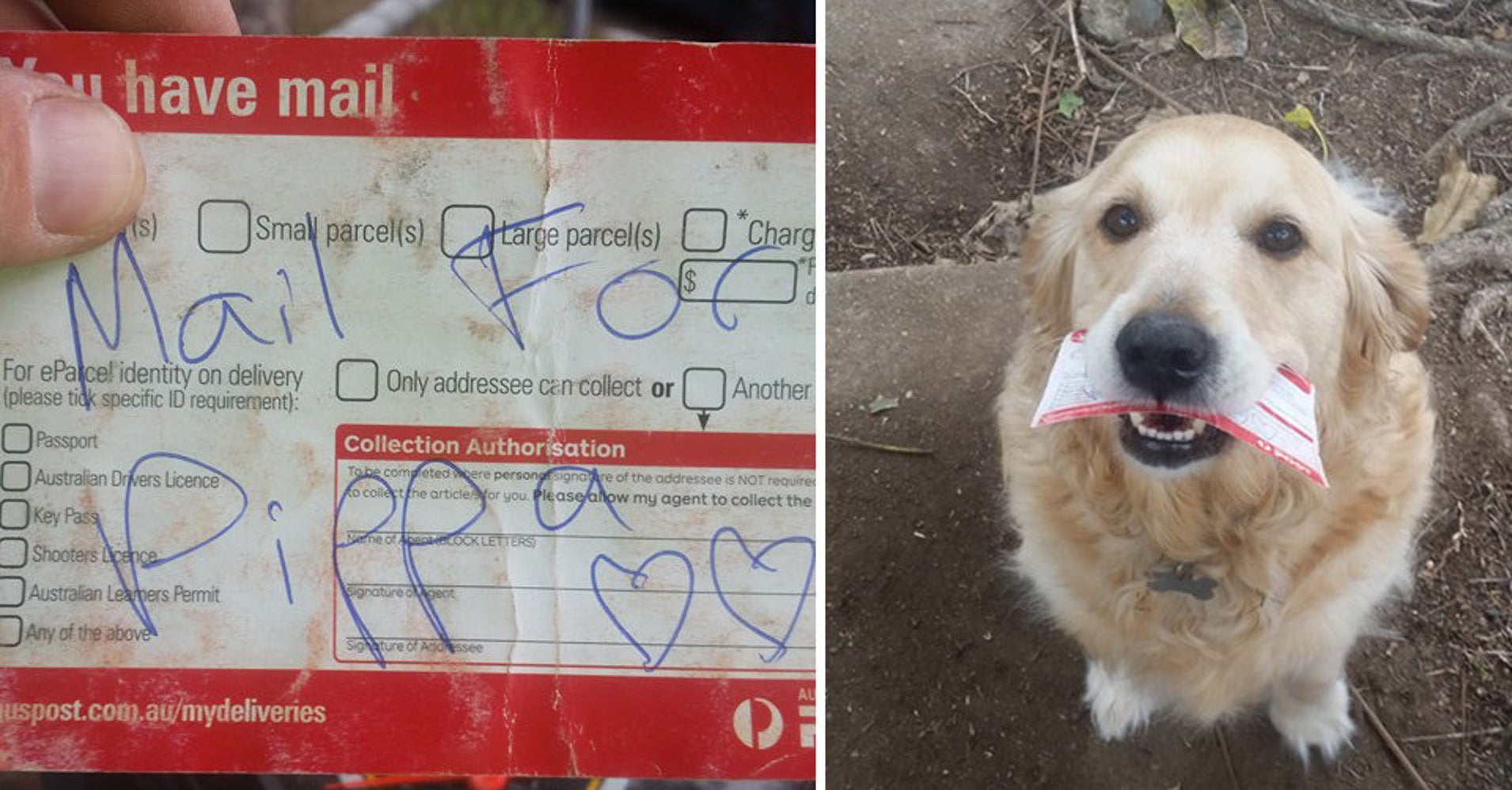 Mailman Creates Special Deliveries For Dog Who Lives To Get Mail HuffPost