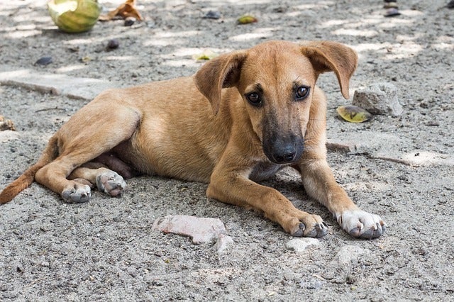 Stray dogs; an invisible problem.