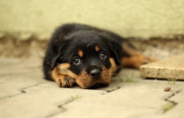 Purebred puppies for sale are often inbred and have health problems later in life.