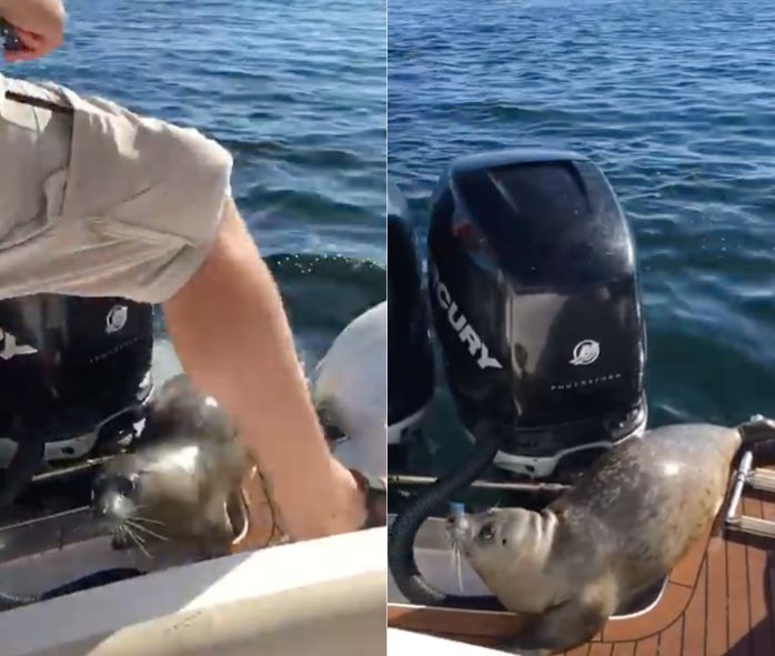The seal caught the boaters by surprise when it suddenly jumped aboard and made itself at home.