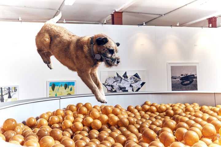 Border terrier Bobbie jumps into “Dinnertime Dreams.”