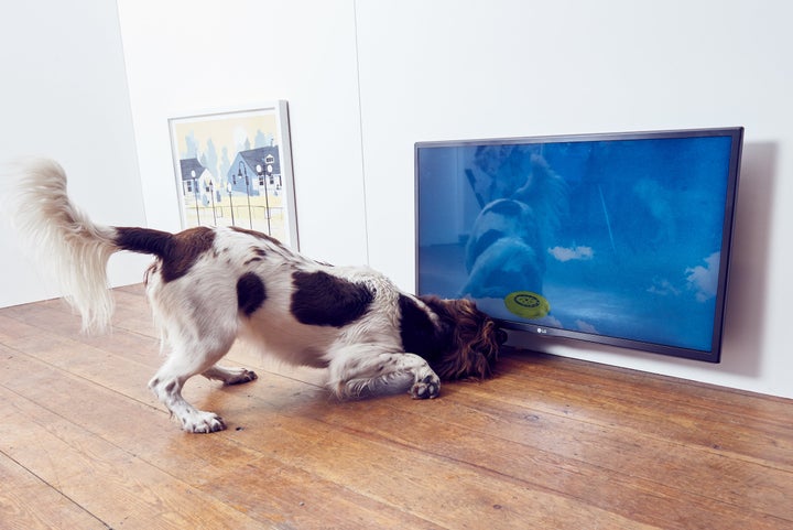 A springer spaniel with “Catch,” a multimedia installation that simulates a frisbee bouncing around a screen designed to captivate dogs.