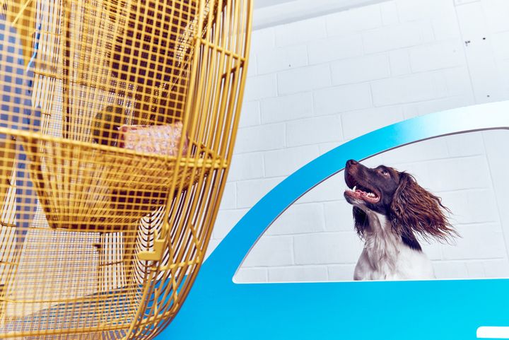 “Cruising Canines” being enjoyed by a springer spaniel, an open car window simulator where a giant fan wafts a dog’s favorite scents (such as raw meat and old shoes) through the air.