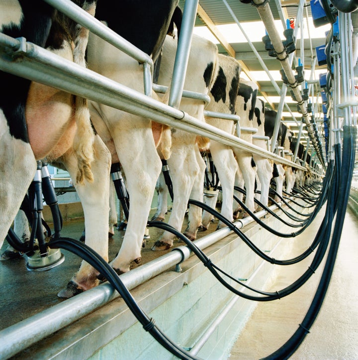 Dairy cows being milked.