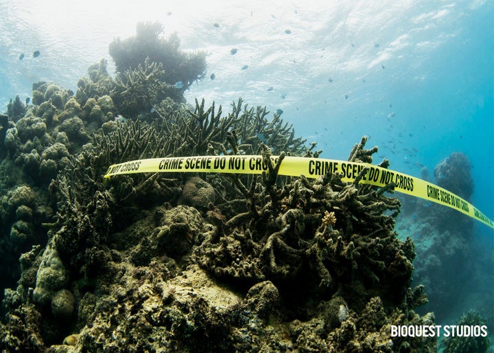 Dead coral on Australia's Great Barrier Reef