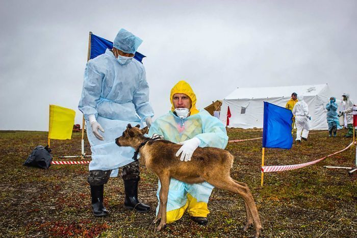 An anthrax vaccination campaign for deer has resumed in Russia