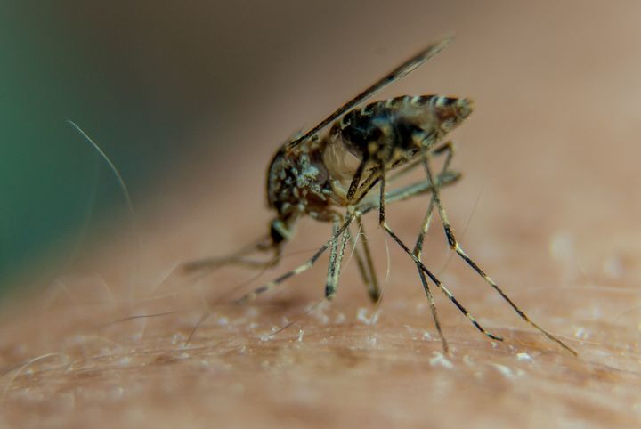 The virus, which spreads by mosquitoes, poses a risk to pregnant women because it can cause severe birth defects.