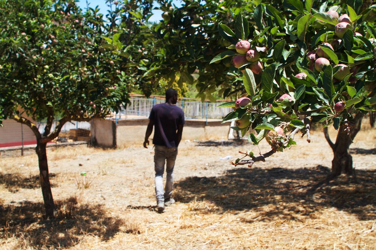 One of the farmhands walks in between fruit trees on the property run by Caritas in Ciminna.