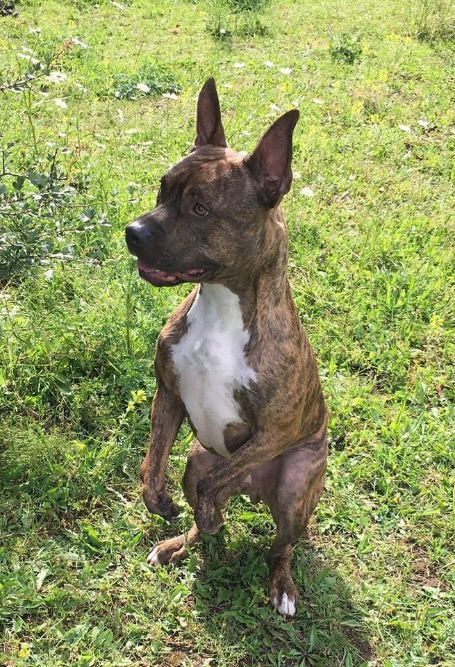 This 'Kangaroo' Dog Is On A Journey To Run A