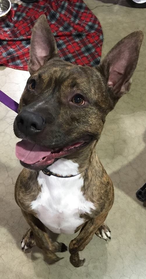 Tigger is “confident he’s a lap dog,” says Eve Good, who is fostering him.
