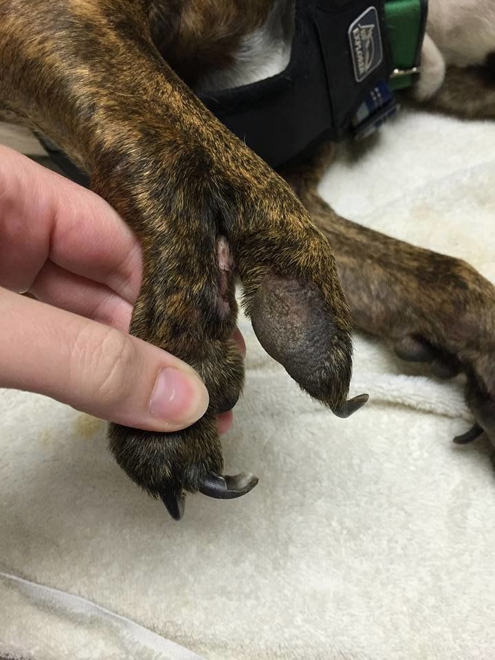Tigger's split bones make the ends of his front leg resemble a big claw.